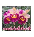 orchid thai5（個別スタンプ：24）