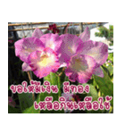 orchid thai5（個別スタンプ：26）