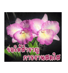 orchid thai5（個別スタンプ：28）