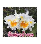 orchid thai5（個別スタンプ：29）