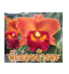 orchid thai5（個別スタンプ：30）