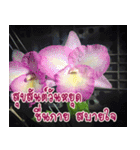 orchid thai5（個別スタンプ：31）