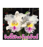 orchid thai5（個別スタンプ：35）