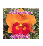 orchid thai5（個別スタンプ：36）