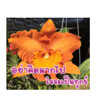 orchid thai5（個別スタンプ：37）