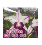 orchid thai5（個別スタンプ：40）