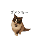 日々にゃんず（個別スタンプ：2）