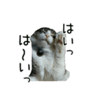 日々にゃんず（個別スタンプ：4）
