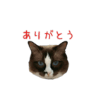 日々にゃんず（個別スタンプ：7）