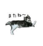 日々にゃんず（個別スタンプ：9）