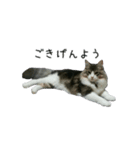 日々にゃんず（個別スタンプ：13）