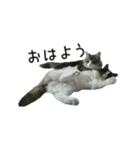 日々にゃんず（個別スタンプ：19）
