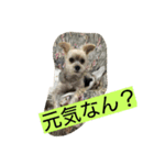 よつば、犬です。（個別スタンプ：1）