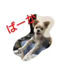よつば、犬です。（個別スタンプ：2）