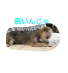 よつば、犬です。（個別スタンプ：3）