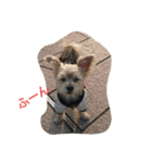 よつば、犬です。（個別スタンプ：4）