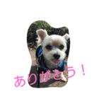 よつば、犬です。（個別スタンプ：5）