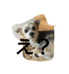 よつば、犬です。（個別スタンプ：6）