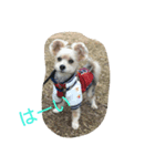 よつば、犬です。（個別スタンプ：7）