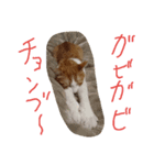 マーコロと愉快な仲間達スタンプ第二弾（個別スタンプ：3）
