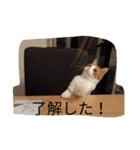 マーコロと愉快な仲間達スタンプ第二弾（個別スタンプ：8）