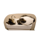 可愛いニャンズ（個別スタンプ：4）