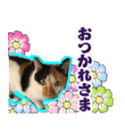 すみれ旅館の猫たち（個別スタンプ：17）