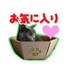 すみれ旅館の猫たち（個別スタンプ：38）