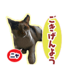 すみれ旅館の猫たち（個別スタンプ：39）