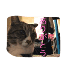 さんごのスタンプฅ^•ﻌ•^ฅ（個別スタンプ：1）