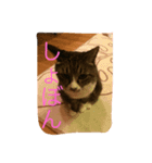 さんごのスタンプฅ^•ﻌ•^ฅ（個別スタンプ：3）