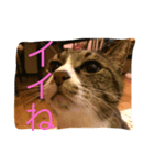 さんごのスタンプฅ^•ﻌ•^ฅ（個別スタンプ：4）