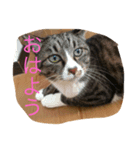 さんごのスタンプฅ^•ﻌ•^ฅ（個別スタンプ：5）