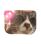 さんごのスタンプฅ^•ﻌ•^ฅ（個別スタンプ：7）