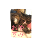 さんごのスタンプฅ^•ﻌ•^ฅ（個別スタンプ：8）