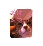さんごのスタンプ2ฅ^•ﻌ•^ฅ（個別スタンプ：1）