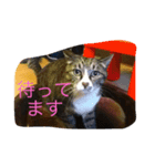 さんごのスタンプ2ฅ^•ﻌ•^ฅ（個別スタンプ：6）