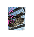 大阪弁の動物たち（個別スタンプ：3）