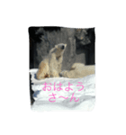 大阪弁の動物たち（個別スタンプ：4）
