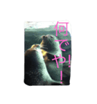 大阪弁の動物たち（個別スタンプ：5）