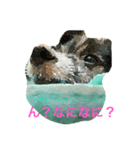 かわいい“のえる”（個別スタンプ：4）
