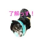 かわいい“のえる”（個別スタンプ：5）