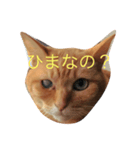 いつもひまな茶色いねこ（個別スタンプ：1）
