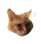 いつもひまな茶色いねこ（個別スタンプ：2）