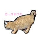 いつもひまな茶色いねこ（個別スタンプ：3）