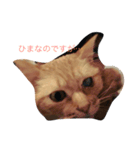 いつもひまな茶色いねこ（個別スタンプ：4）