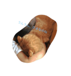 いつもひまな茶色いねこ（個別スタンプ：5）