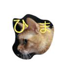 いつもひまな茶色いねこ（個別スタンプ：7）