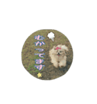 アリのスタンプ2（個別スタンプ：36）
