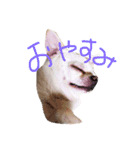 あんにん2（個別スタンプ：2）